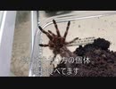 [捕食シーンは]タランチュラ飼育日記その２６１[やっぱりおもしろい]