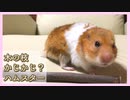 【音フェチ】リンゴの枝をかじる？ハムスター【コル】