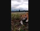 釣った魚を猫島の野良猫に見せた瞬間・・・？#Shorts 【野良猫】