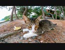 海沿いの道で見掛けた子猫が可愛過ぎる