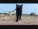 2021/07/28放送【117日目 北海道 厚岸郡 夕方あずにゃんぽ（猫散歩）】北海道全市町村制覇するまで帰れまてん！　猫と車中泊の旅　日本縦断【旅猫あずき～保護猫から旅猫へ～】