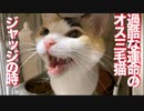 複数持病持ちのオス三毛猫、検査の末のジャッジの時
