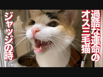 複数持病持ちのオス三毛猫、検査の末のジャッジの時