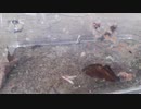 ホモと見る 今年もやって来たセミ兄貴爆弾2