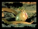 Snake Eating An Egg