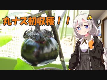 紲星農園「丸ナス編」Part3