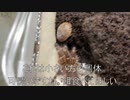 [Apexlegendsって]タランチュラ飼育日記その２６２[結局いつまではやってｒｙ]
