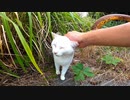 最初は逃げた白猫ちゃんだったが戻ってきて足元に擦り寄ってきた