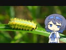 【CeVIO写真】今日も写真でのんびり雑談＿74枚目【夏の美しい毒虫】