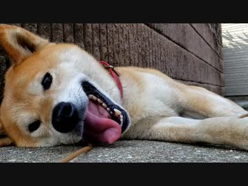 老けたリクくん
