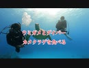 アオウミガメとダイバー！慶良間諸島