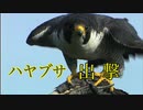 『 ハヤブサ出撃』Peregrine Falcon Ecological Record