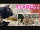 2021/07/29放送【118日目 北海道 厚岸郡 スズメ救出！？朝のあずにゃんぽ（猫散歩）】北海道全市町村制覇するまで帰れまてん！　猫と車中泊の旅　日本縦断【旅猫あずき～保護猫から旅猫へ～】