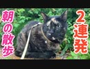 2021/07/30放送（ぷち編集【119日目 北海道 厚岸郡 2連発！朝のあずにゃんぽ（猫散歩）】北海道全市町村制覇するまで帰れまてん！　猫と車中泊の旅　日本縦断【旅猫あずき～保護猫から旅猫へ～】