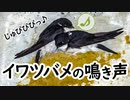 イワツバメの鳴き声