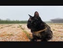 2021/07/29放送【118日目 北海道 厚岸郡 夕方のあずにゃんぽ（猫散歩）】北海道全市町村制覇するまで帰れまてん！　猫と車中泊の旅　日本縦断【旅猫あずき～保護猫から旅猫へ～】