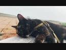 2021/07/30放送【119日目 北海道 厚岸郡 夕方のあずにゃんぽ（猫散歩）】北海道全市町村制覇するまで帰れまてん！　猫と車中泊の旅　日本縦断【旅猫あずき～保護猫から旅猫へ～】