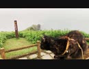 2021/07/31放送（ぷち編集版【120日目 北海道 厚岸郡 早朝霧のあずにゃんぽ（猫散歩）】北海道全市町村制覇するまで帰れまてん！　猫と車中泊の旅　日本縦断【旅猫あずき～保護猫から旅猫へ～】