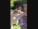 初めてのねこじゃすりでキマる野良猫の顔ｗｗ#Shorts 【野良猫】