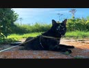 2021/07/31放送【120日目 北海道 厚岸郡 夕方のあずにゃんぽ（猫散歩）】北海道全市町村制覇するまで帰れまてん！　猫と車中泊の旅　日本縦断【旅猫あずき～保護猫から旅猫へ～】