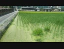 今日の出来事　借地田んぼ