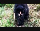 2021/08/01放送【121日目 北海道 厚岸郡 早朝のあずにゃんぽ（猫散歩）】北海道全市町村制覇するまで帰れまてん！　猫と車中泊の旅　日本縦断【旅猫あずき～保護猫から旅猫へ～】