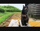2021/08/02放送（ぷち編集版【122日目 北海道 厚岸郡 早朝のあずにゃんぽ（猫散歩）】北海道全市町村制覇するまで帰れまてん！　猫と車中泊の旅　日本縦断【旅猫あずき～保護猫から旅猫へ～】