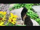 2021/08/02放送（ぷち編集版【122日目 北海道 根室市 夕方のあずにゃんぽ（猫散歩）】北海道全市町村制覇するまで帰れまてん！　猫と車中泊の旅　日本縦断【旅猫あずき～保護猫から旅猫へ～】