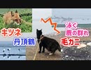2021/08/03放送（ぷち編集版【122日目 北海道 根室市 鶴、鹿、狐、毛ガニまで登場！猫散歩】北海道全市町村制覇するまで帰れまてん！　猫と車中泊の旅　日本縦断【旅猫あずき～保護猫から旅猫へ～】