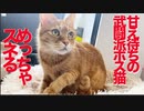コワモテ元ボス猫、スネてうどんをこねる