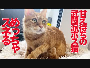 コワモテ元ボス猫、スネてうどんをこねる