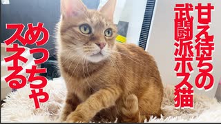 コワモテ元ボス猫、スネてうどんをこねる