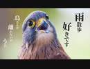 【ケルト音楽】鳥さんが離れないのうた - Celtic Remix【鳥さん】