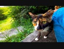 歩道に野良猫が寝ていたのでバイクを停めてナデナデしてきた