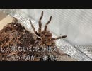 [ボカロって]タランチュラ飼育日記その２６３[ずっと聴いてる気がする]