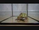【Frog Breeding】今回の獲物！　セミ(Cicada)＆コガネムシ(Scarab beetle)