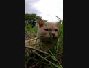 本気度１００％荒ぶる野良猫の怒り#Shorts 【野良猫】