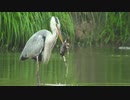 アオサギとモグラ(Gray heron and mole)
