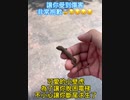 可愛的小壁虎，為了讓你脫困電梯，不小心讓你斷尾求生了#奇妙的動物 #按愛心 #剪映 #fyp #爬行動物