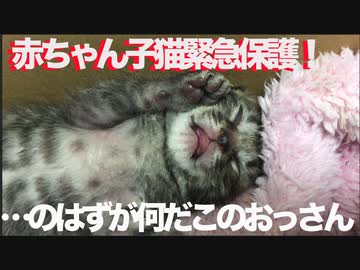 赤ちゃん子猫の緊急ミルクボランティア！…のはずが