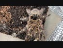[初音ミクも]タランチュラ飼育日記その２６４[グミも好きなんだけど]