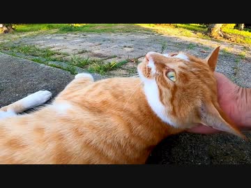 公園のベンチに茶トラ猫がいたので隣に座って撫でると強烈に甘えん坊な猫だった