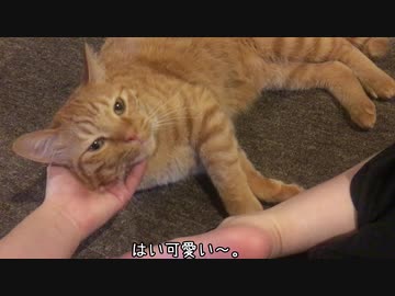 猫の朝は早い。