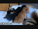 兄弟の頭をパタパタはたきながら母乳を飲む赤ちゃん【生後2日目-2 五匹の子猫】