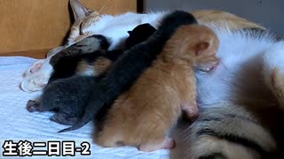 兄弟の頭をパタパタはたきながら母乳を飲む赤ちゃん【生後2日目-2 五匹の子猫】