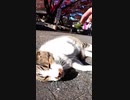野良猫を実力で倒す方法#Shorts 【野良猫】