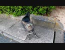 公園の駐車場で出会ったキジトラ猫が可愛過ぎる