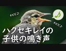 ハクセキレイの鳴き声