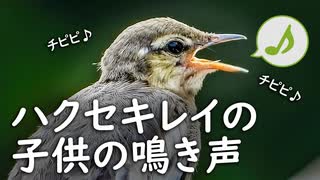 ハクセキレイの鳴き声