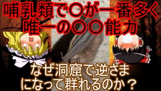 コウモリは哺乳類で一番〇が多くて唯一の〇〇能力。なぜ洞窟で逆さまになって群れるのか？